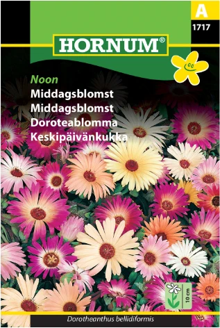 Middagsblomst 'Noon'