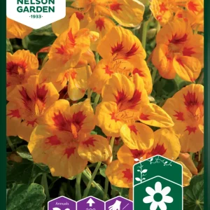 Blomkarse stor 'Yellow Troika'