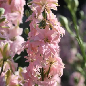 Sommerridderspore Limelight Light Pink