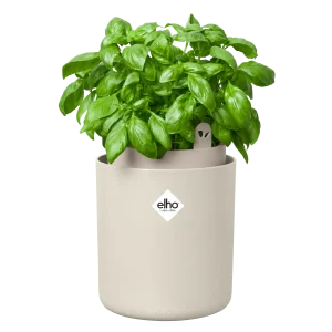 Urtepotte Bouncy Basil lin hvit