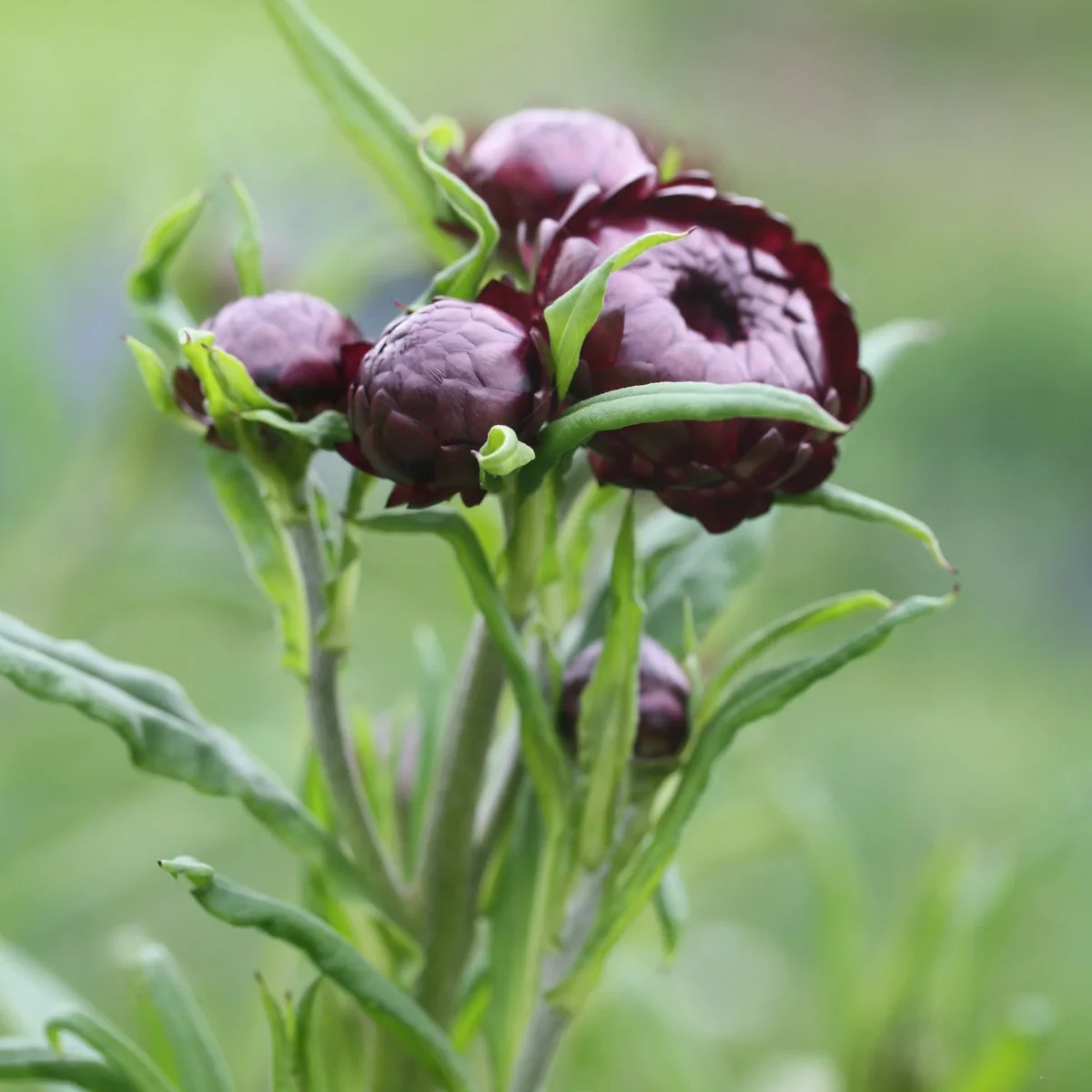 Høststråblomst Purple