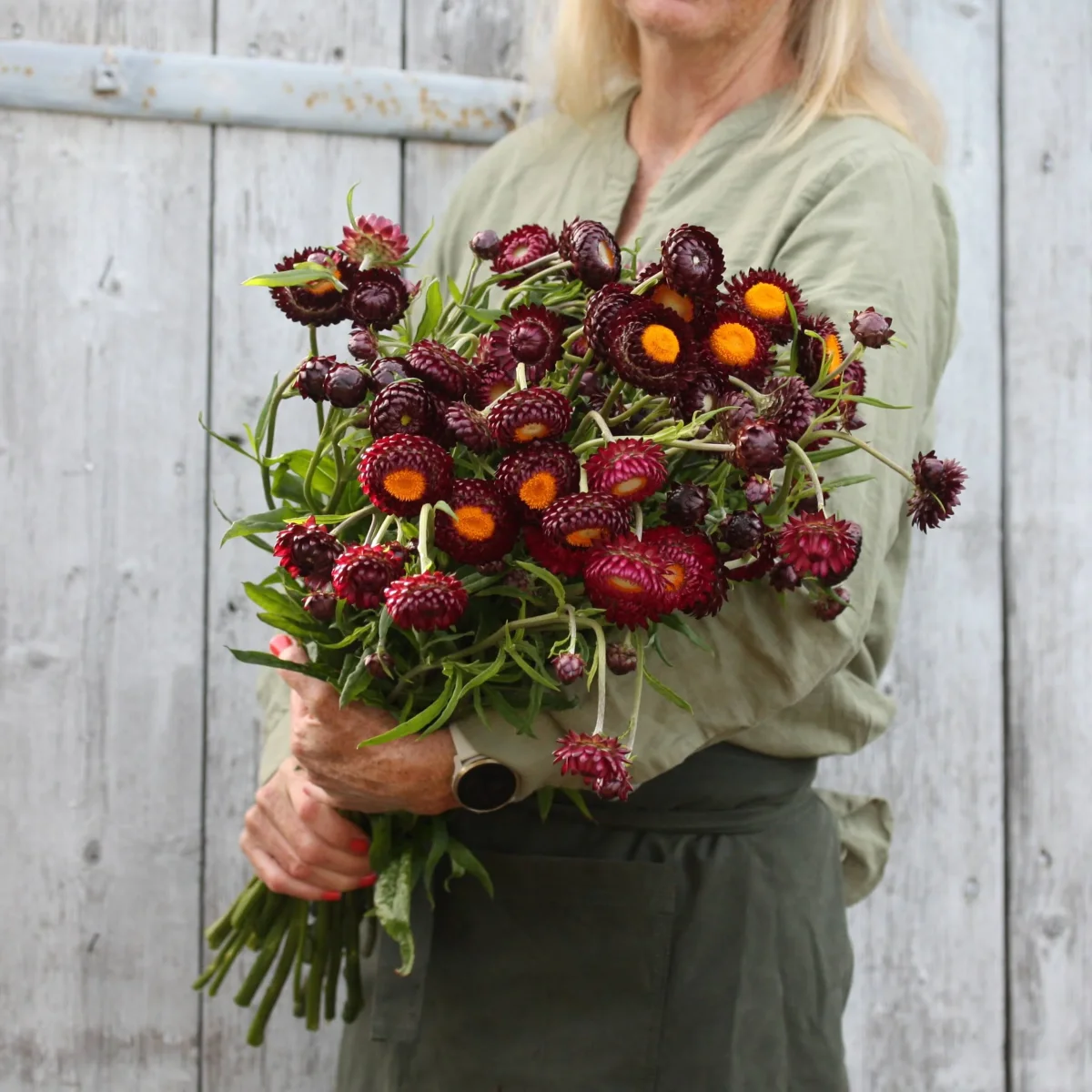 Høststråblomst Purple - Image 5